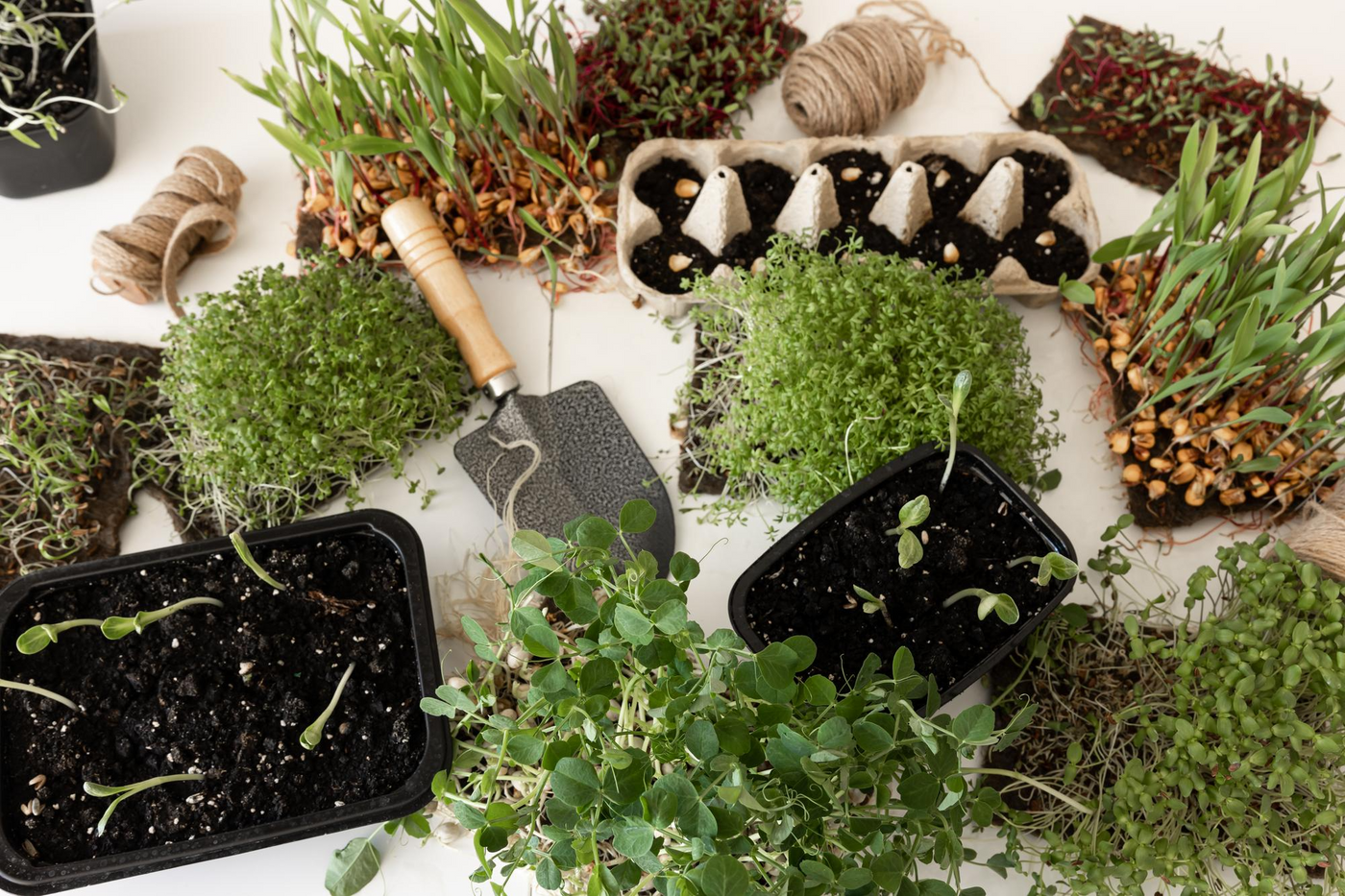 Vegetables & Herbs
