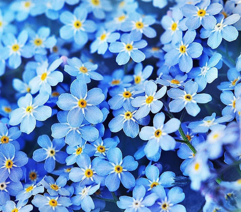 Forget Me Not Seeds - 500+ Seeds - Perennial Ground Cover Seed