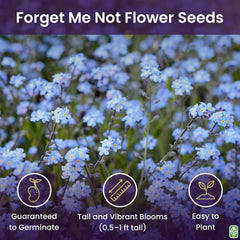 Forget Me Not Seeds - 500+ Seeds - Perennial Ground Cover Seed