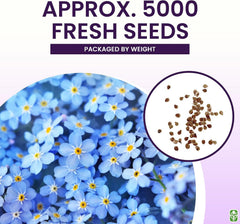 Forget Me Not Seeds - 500+ Seeds - Perennial Ground Cover Seed