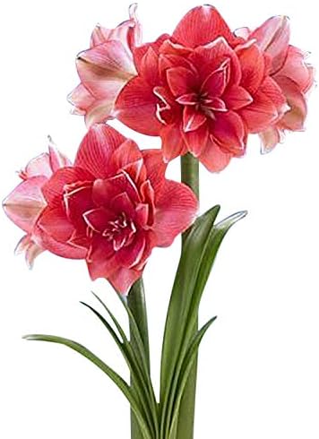 Double Pink Amaryllis Bulb – Large Bulb for Planting, 4-8 Blooms, 16–24" Tall