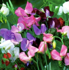 High Scent Sweet Pea Seeds - Approximately 50 Seeds - Most Fragrant Sweet Peas