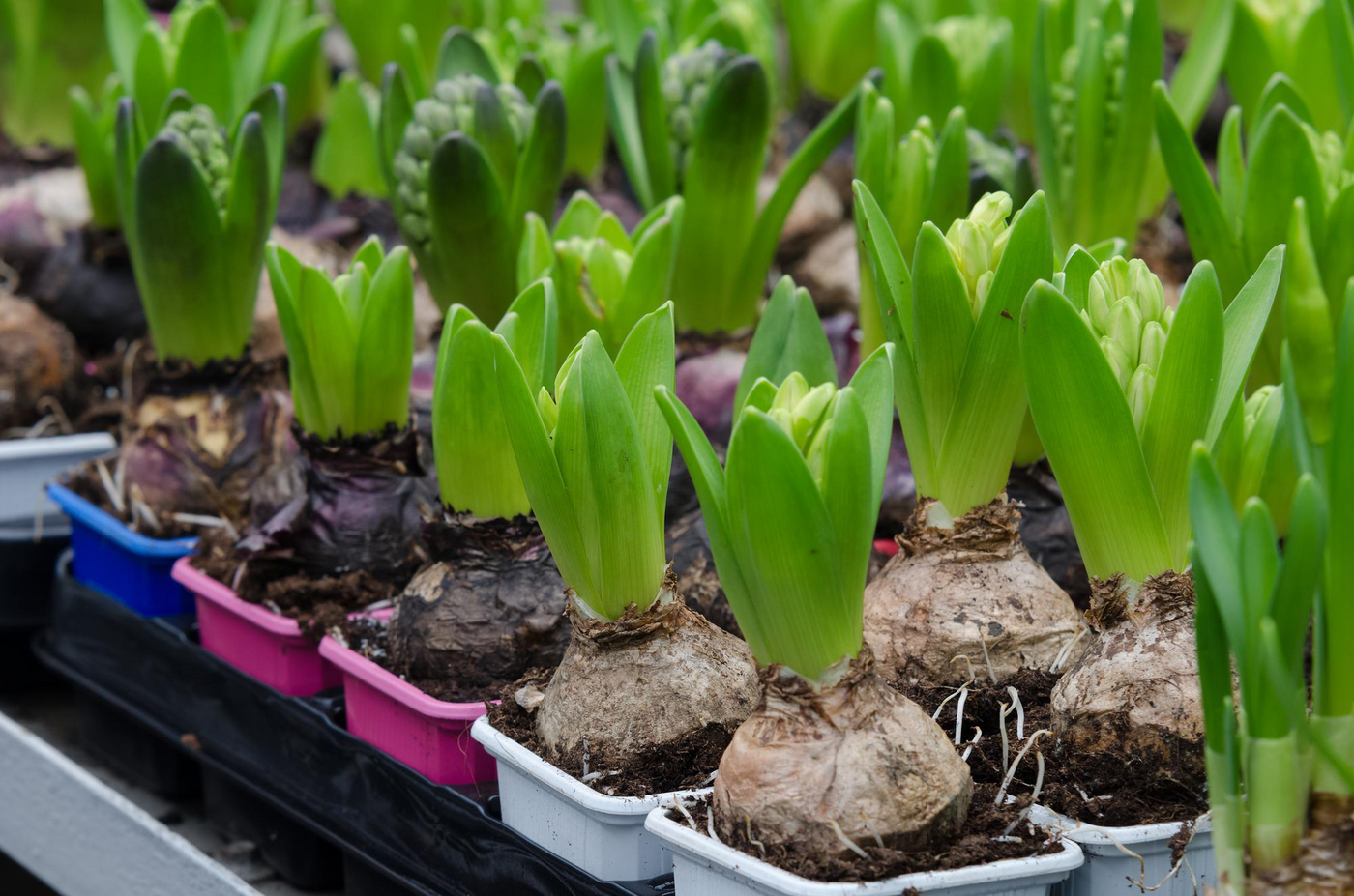 Spring Bulbs