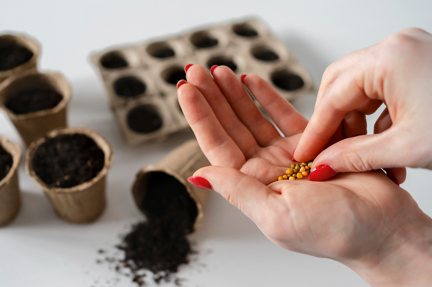 Flower Seeds