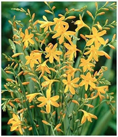Fire Jumper Crocosmia Blubs - Grows 30-48" Tall. - 5 Bulbs
