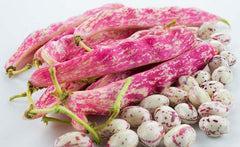 Tongue of Fire Bean Seeds - 20 Large Seeds - Bush Bean