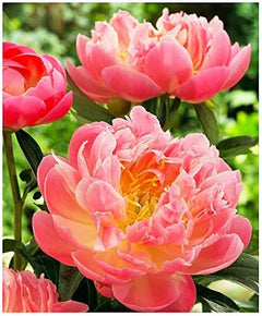 Pink Hawaiian Coral Peony - Semi Double Coral Peony - Large Bare Root 3-5 Eyes