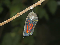 Pink Swamp Milkweed Seeds to Help Save The Monarch Butterflies