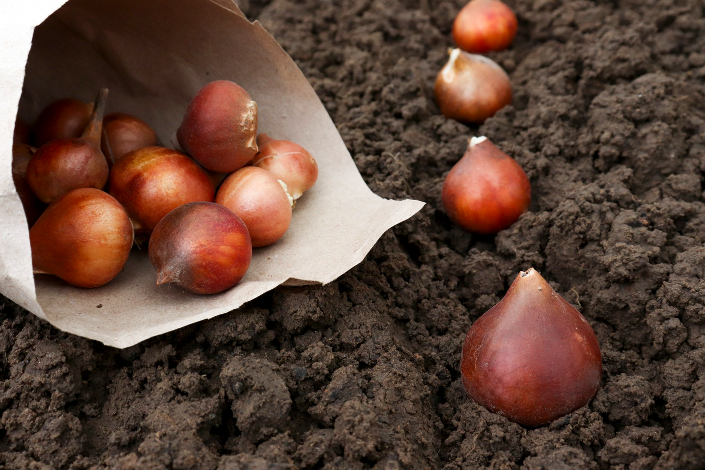 Fall Bulbs