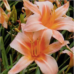 Strawberry Candy Re-Blooming Daylily - Bare Root Plant, Hardy Perennial