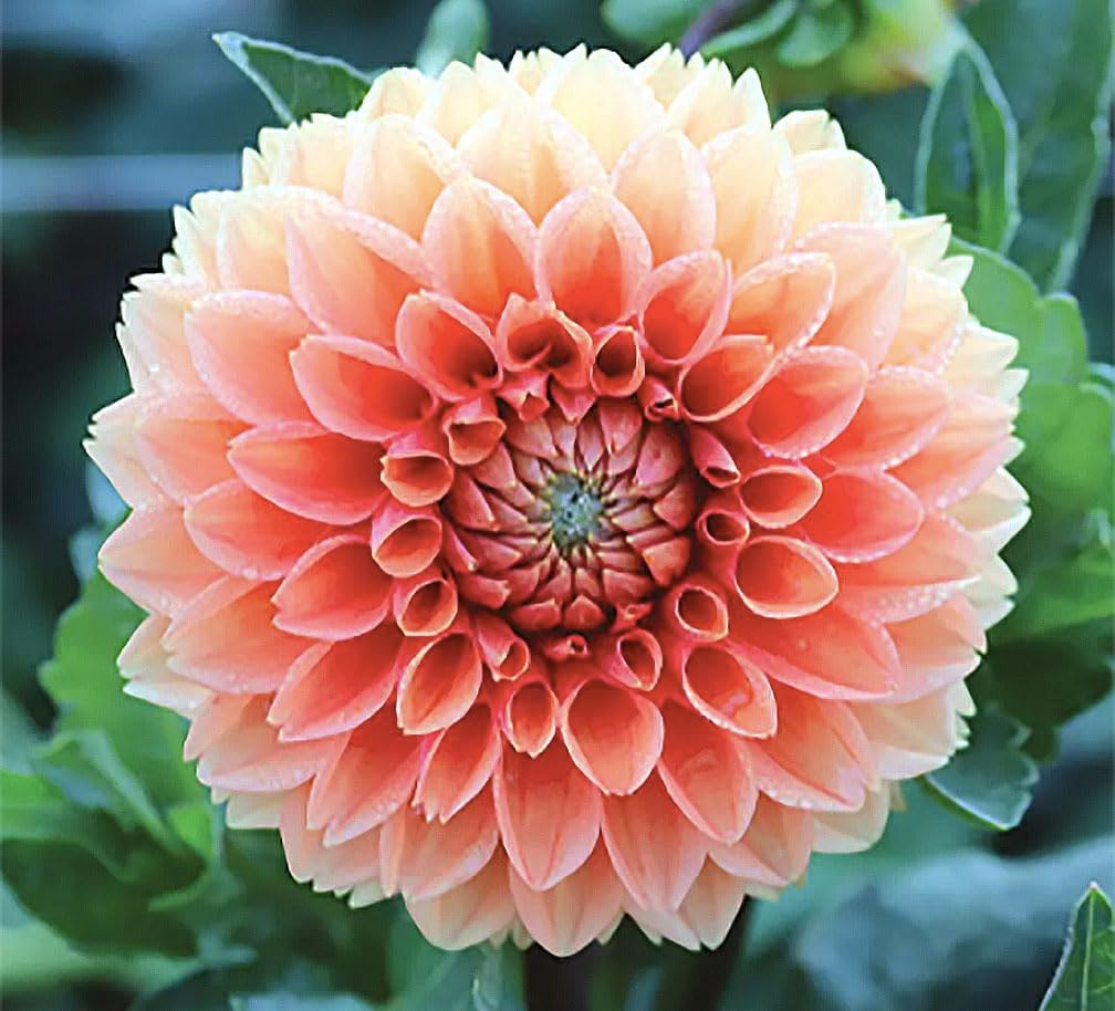 Cornel Bronze Dahlia - 5 Gallon Size Bare Root Tuber - Rich Bronze Blooms