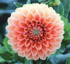 Cornel Bronze Dahlia - 5 Gallon Size Bare Root Tuber - Rich Bronze Blooms
