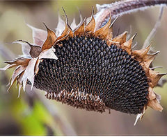 Giant Sunflower Seeds - Mammoth Grey Striped Seeds
