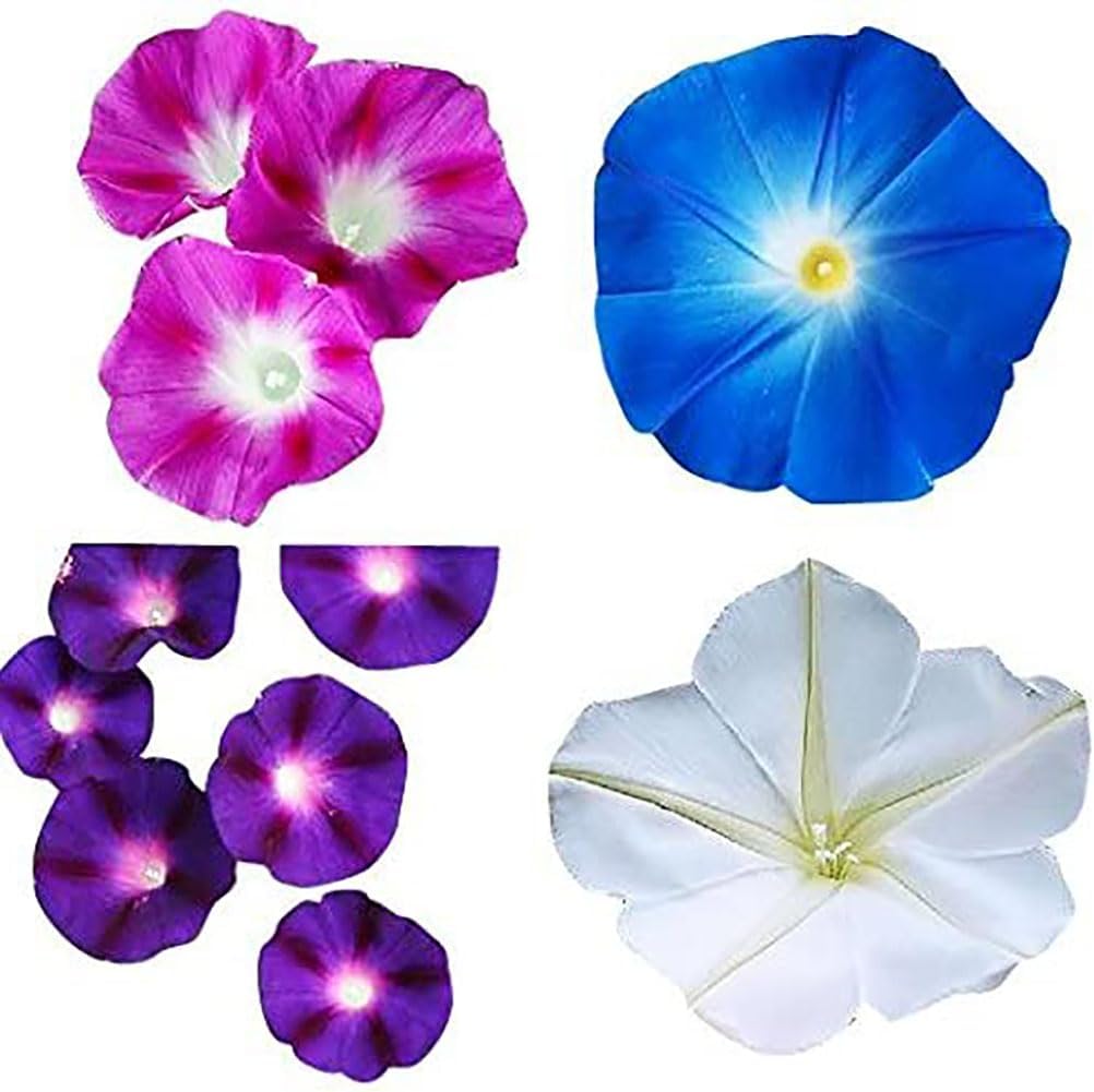 Mixed Morning Glory Seeds for Planting – Blue, Purple, White, and Rose