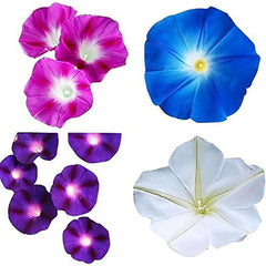 Mixed Morning Glory Seeds for Planting – Blue, Purple, White, and Rose