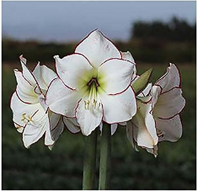 Picasso White Amaryllis Bulb – Large Bulb, 16–24" Tall