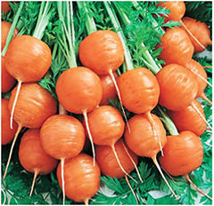 Round Baby Parisian Carrots Seeds - 900 Seeds