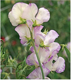 High Scent Sweet Pea Seeds - Approximately 50 Seeds - Most Fragrant Sweet Peas