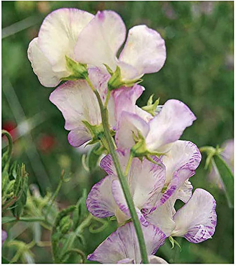 High Scent Sweet Pea Seeds - Approximately 50 Seeds - Most Fragrant Sweet Peas