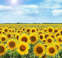 Gigantic Sunflower Seeds - Helianthus Giganteus - 16' Tall