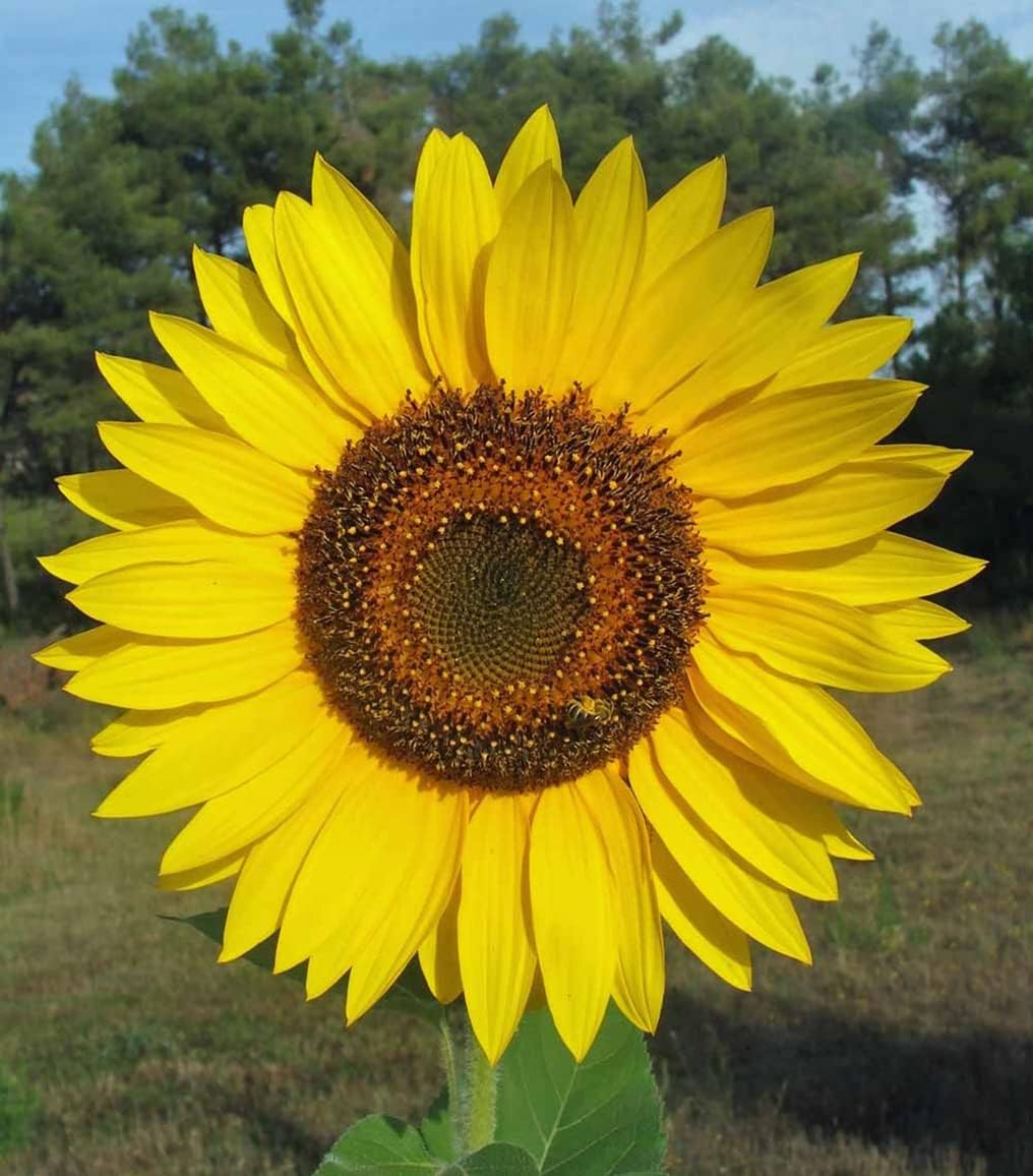 Gigantic Sunflower Seeds - Helianthus Giganteus - 16' Tall