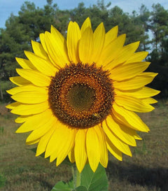 Gigantic Sunflower Seeds - Helianthus Giganteus - 16' Tall