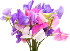 High Scent Sweet Pea Seeds - Approximately 50 Seeds - Most Fragrant Sweet Peas