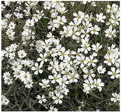 3500 Snow in Summer Seeds - Great Ground Cover, Xeriscape - Perennial