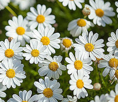 Alaska Shasta Daisy - Perennial, Full Sun Daisy Chrysanthemum - 5,800 Seeds - 30" Tall