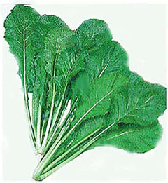 Turnip Green Seeds - Seven Top Turnip Greens - Produces Only Greens - 3400 Seeds