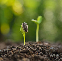 Giant Sunflower Seeds - Mammoth Grey Striped Seeds