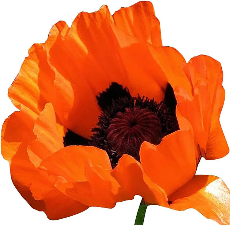 Prince of Orange Oriental Perennial Poppy Seeds - 2500 Seeds