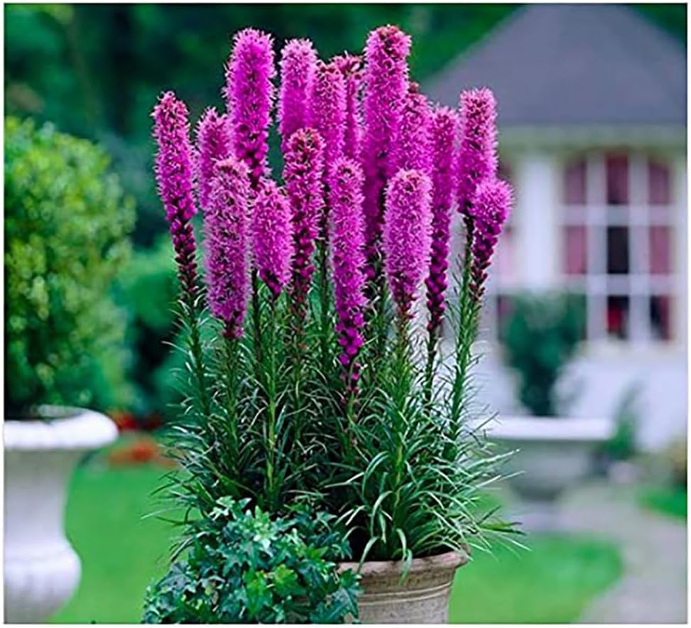 Purple Blazing Star - 5 Fresh Bulbs - Liatris Spicata Flower Bulb