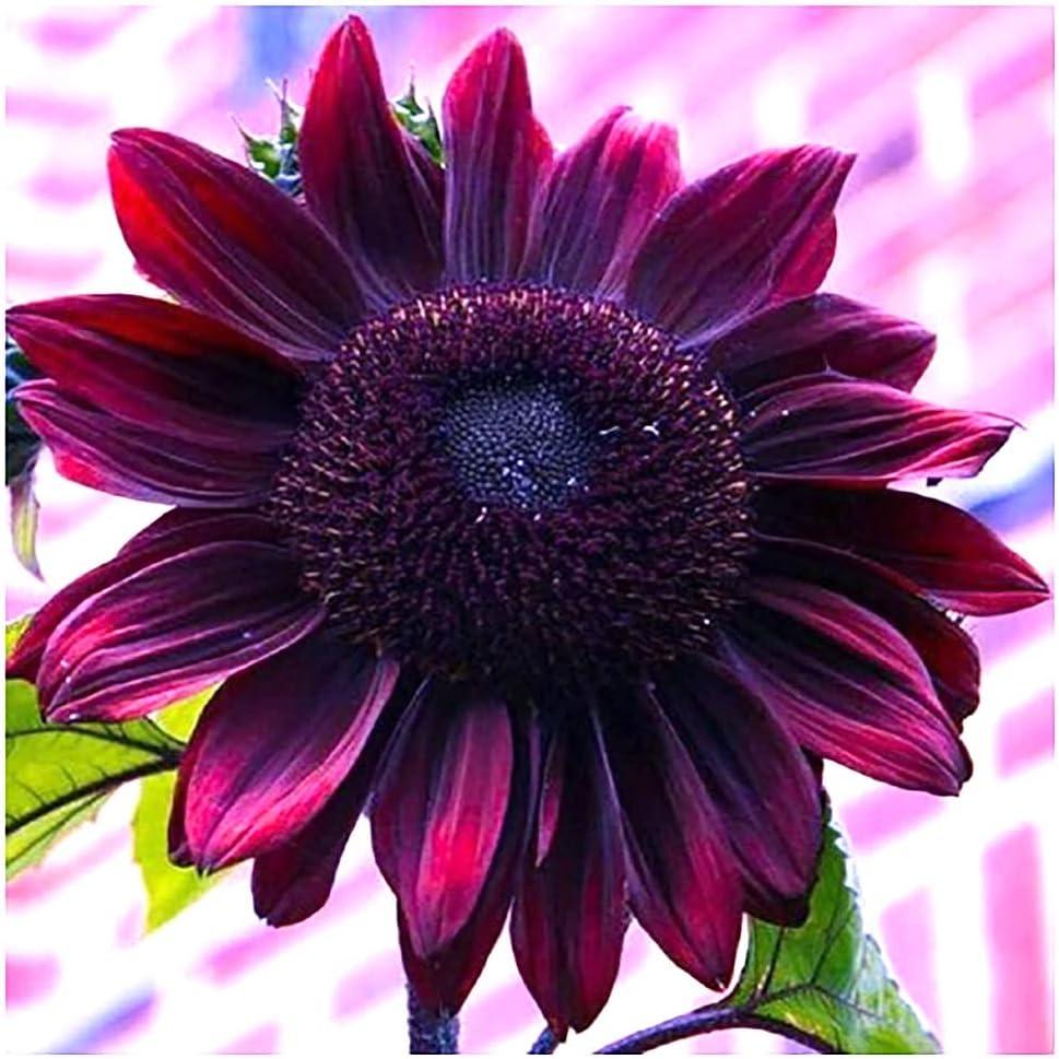 Chocolate Cherry Sunflower Seeds to Plant - Heirloom & Non-GMO - Package 50