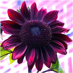 Chocolate Cherry Sunflower Seeds to Plant - Heirloom & Non-GMO - Package 50