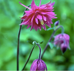 McKana Giant Hybrid Columbine Seeds - A Favorite Perennial Wildflower