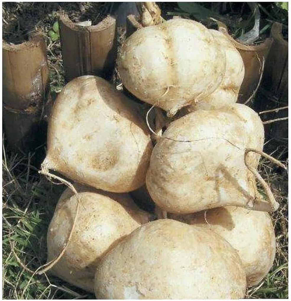 Jicama Root Seeds - 20 Large Seeds Thai Jicama
