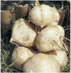 Jicama Root Seeds - 20 Large Seeds Thai Jicama