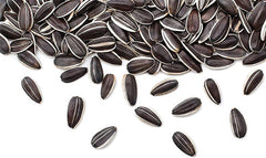 Gigantic Sunflower Seeds - Helianthus Giganteus - 16' Tall