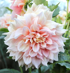 Break Out Dahlia - 5 Gallon Size Bare Root Tuber Multi-Color