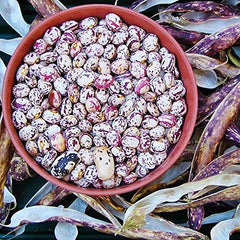Tongue of Fire Bean Seeds - 20 Large Seeds - Bush Bean