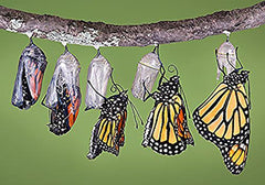 Pink Swamp Milkweed Seeds to Help Save The Monarch Butterflies