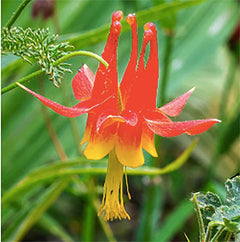 McKana Giant Hybrid Columbine Seeds - A Favorite Perennial Wildflower