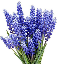 Grape Hyacinth Bulbs - 15 Muscari Armeniacum Bulbs - Grows 6-8" Tall