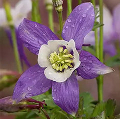 McKana Giant Hybrid Columbine Seeds - A Favorite Perennial Wildflower