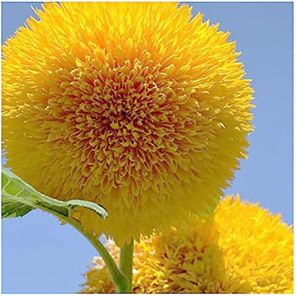 Teddy Bear Sunflower Seeds 30+ Giant, Fluffy Blooms Heirloom Flower Seeds