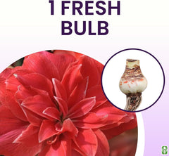 Double Pink Amaryllis Bulb – Large Bulb for Planting, 4-8 Blooms, 16–24" Tall