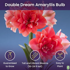 Double Pink Amaryllis Bulb – Large Bulb for Planting, 4-8 Blooms, 16–24" Tall