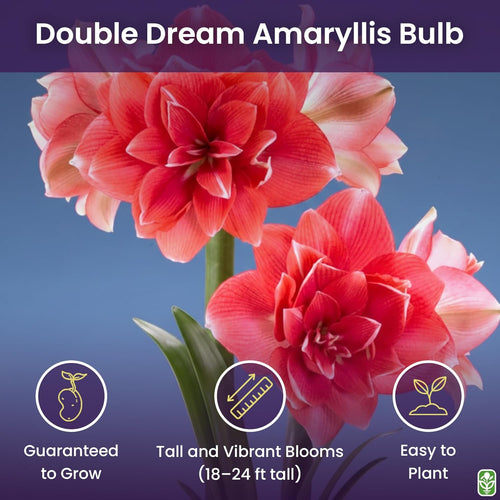 Double Pink Amaryllis Bulb – Large Bulb for Planting, 4-8 Blooms, 16–24" Tall