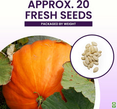 Big Max Pumpkin Seeds - 100 Pounds and Up! - 20 Seeds